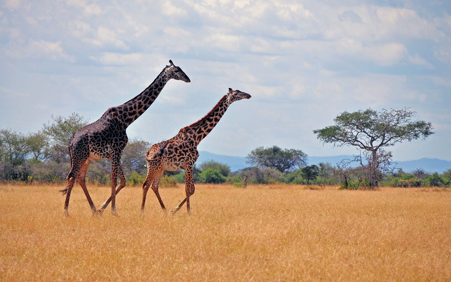 Tanzania safari giraffe