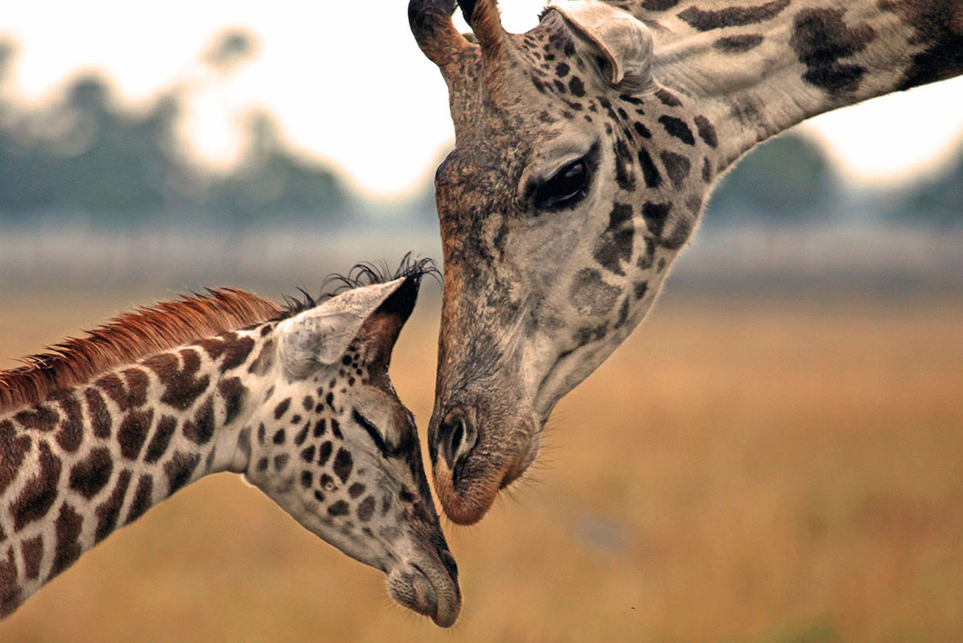 Tanzania safari giraffes