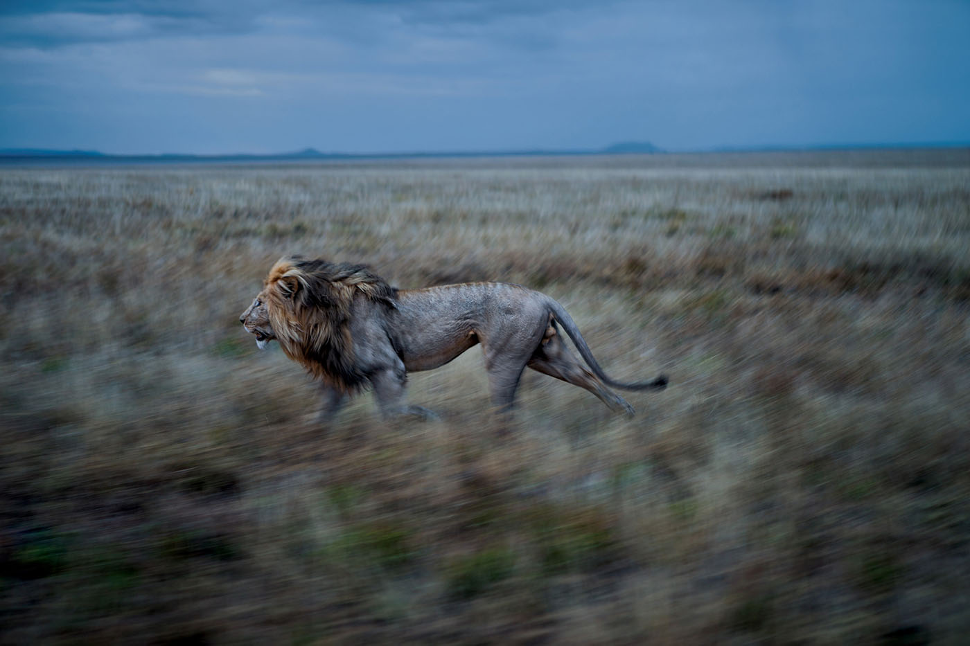 Tanzania safari lion night