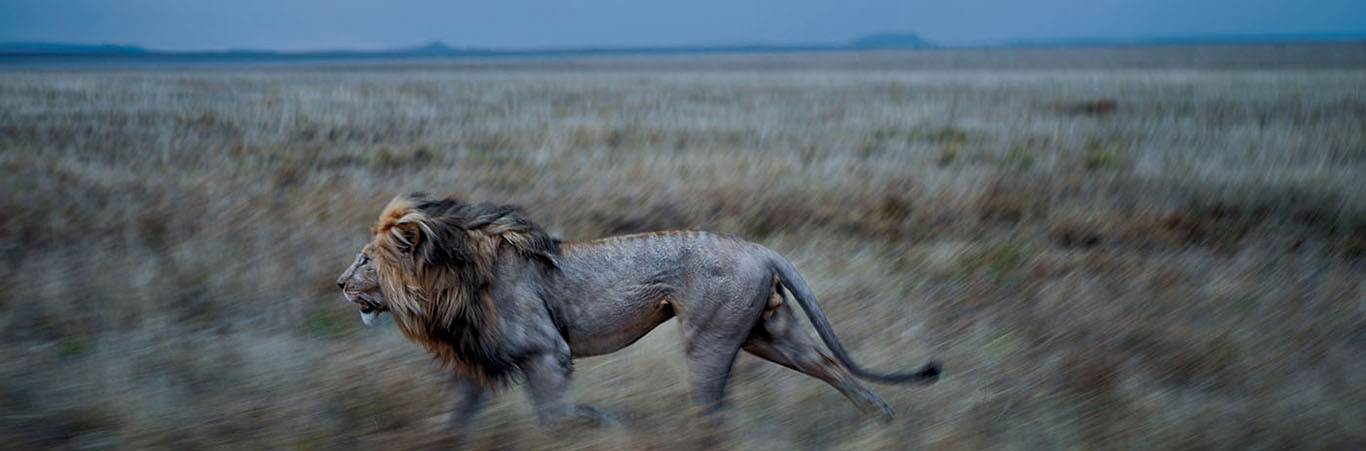 Safari Tours and Routes